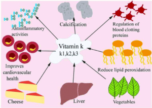 Role-of-vitamin-K-in-maintaining-health