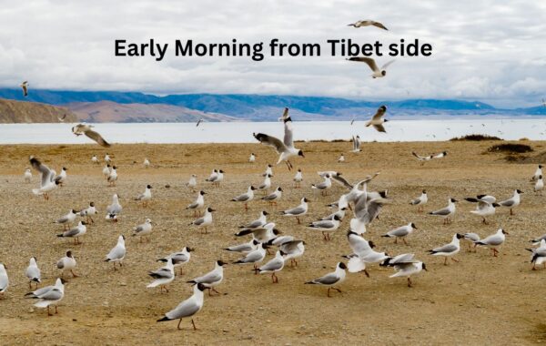 mansarovar lake